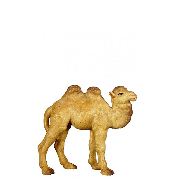 8027 - Junges Kamel