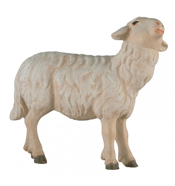 SA2461 - Schaf zu Fütterer rechts