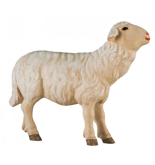 SA2462 - Schaf zu Fütterer - gerade
