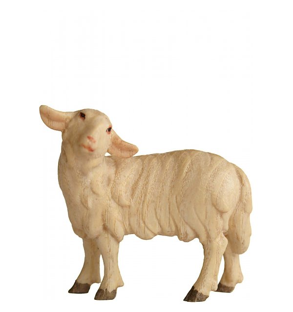 6117 - Sheep standing upright