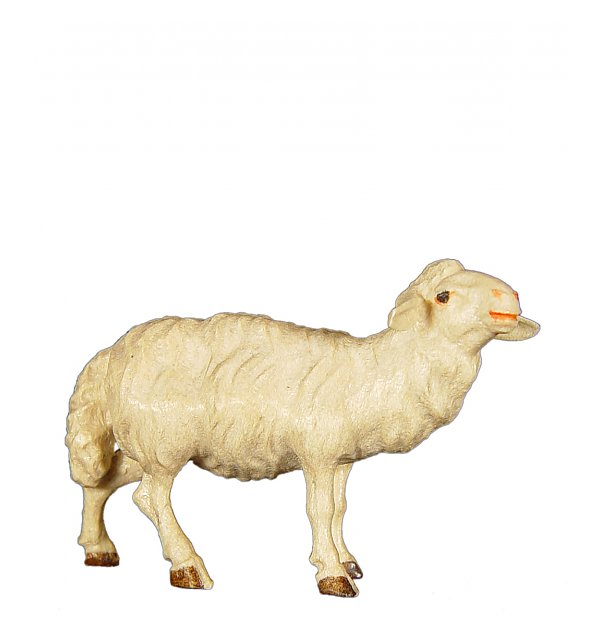 8033 - Sheep standing upright