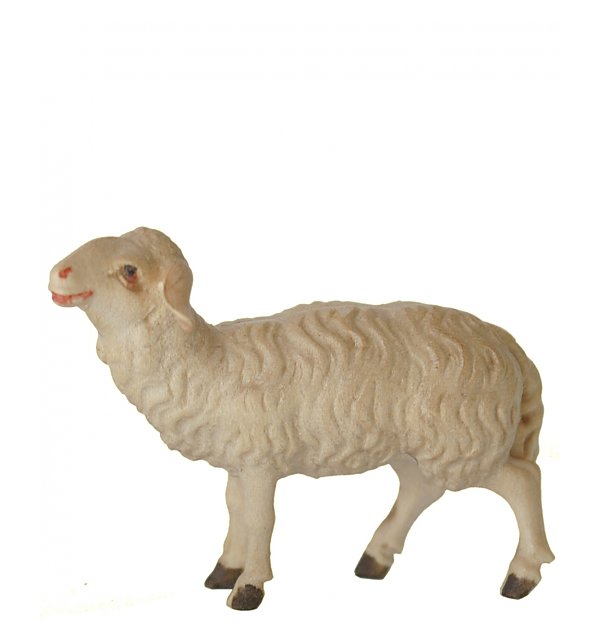 8034 - Sheep standing upright