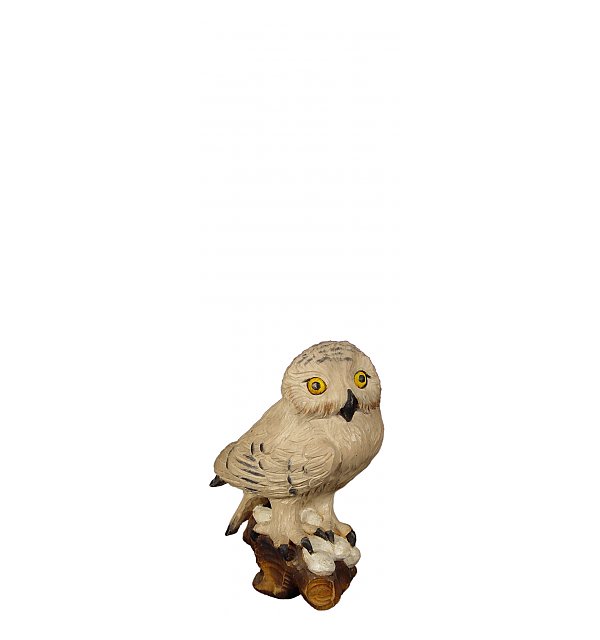 8099 - Snowy owl