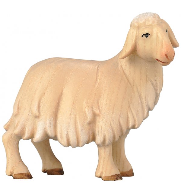 SA1851 - Sheep standing