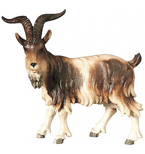 SA2972 - Goat buck