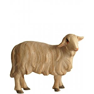 6116020 - Sheep standing upringht