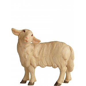 6117010 - Sheep standing upright