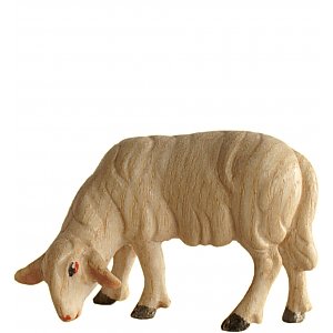 6118012 - Sheep browsing
