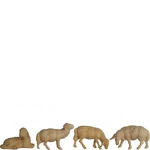7604012 - Sheeps in pine