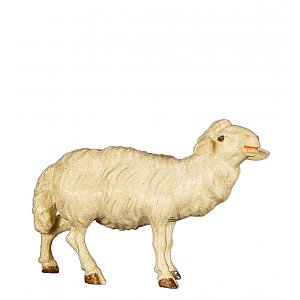 8033013 - Sheep standing upright