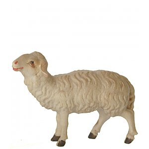 8034015 - Sheep standing upright