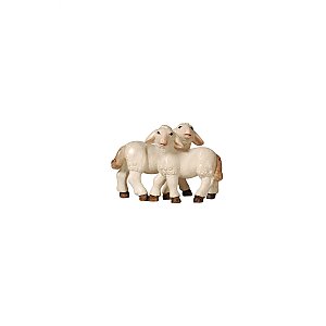 PE795288012 - PE Hroup of lamb