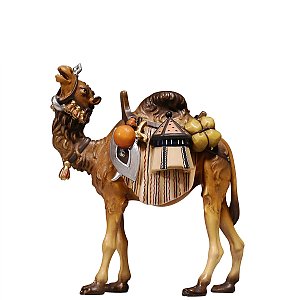PE801171016 - KO Camel