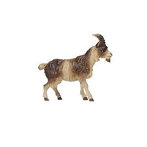 PE801198016 - KO Goat
