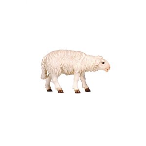 PE801260008 - KO Sheep