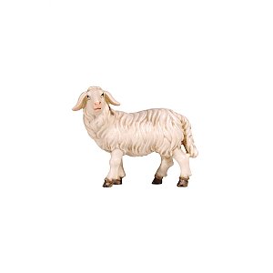 PE801261008 - KO Sheep