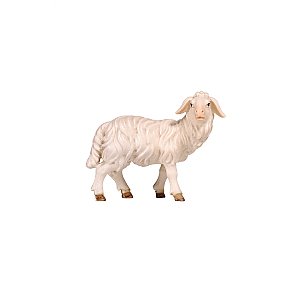 PE801262020 - KO Sheep