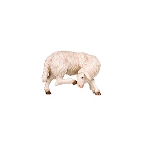PE801266012 - KO Sheep
