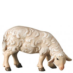 SA2430010 - Sheep