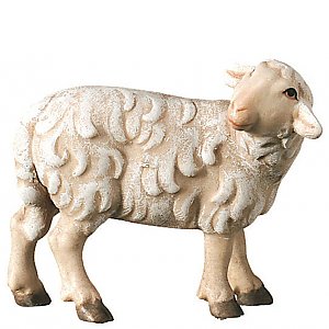 SA2440008 - Sheep