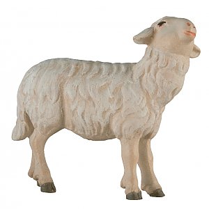 SA2461010 - Sheep