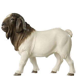 SA2651014 - Billy Boer Goat