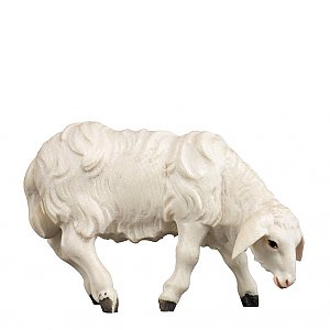 SA2961017 - Sheep