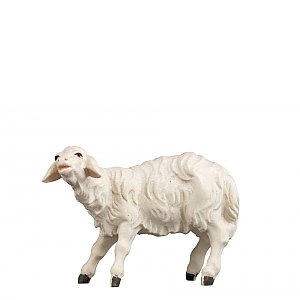 SA2962052 - Sheep