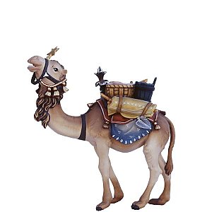 SO3032015 - Camel