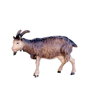 SO3036015 - Goat
