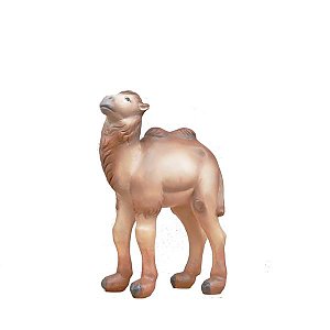 SO4033011 - Camel