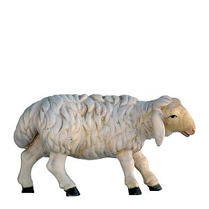 SO3143011 - Schaf zuschauend