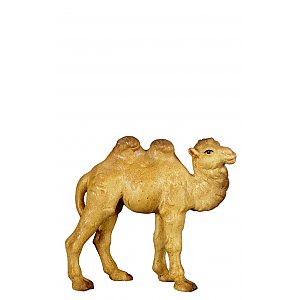 8027011 - Junges Kamel