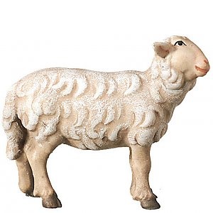 SA2450022 - Schaf rechtsschauend