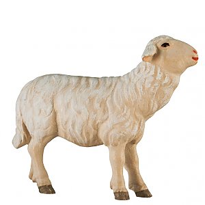 SA2462008 - Schaf zu Fütterer - gerade